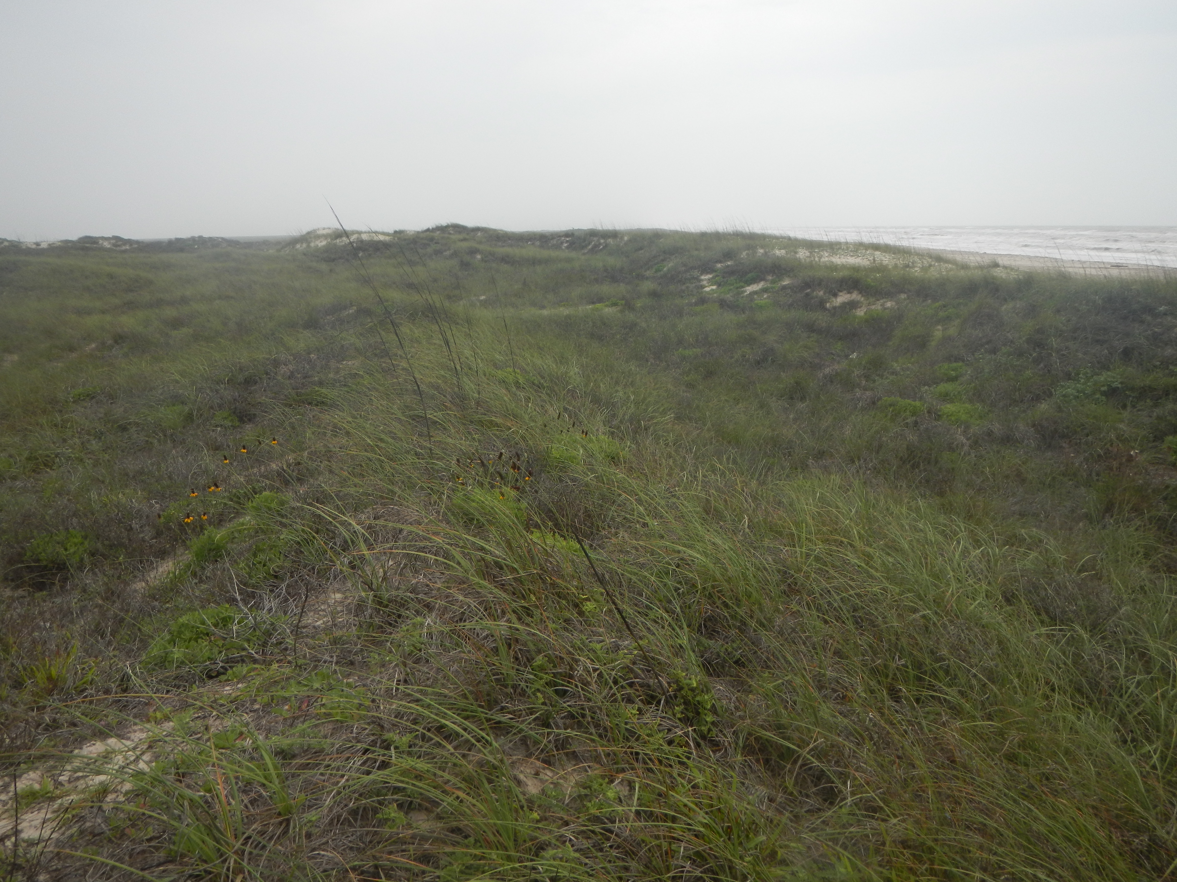 Texas coastline