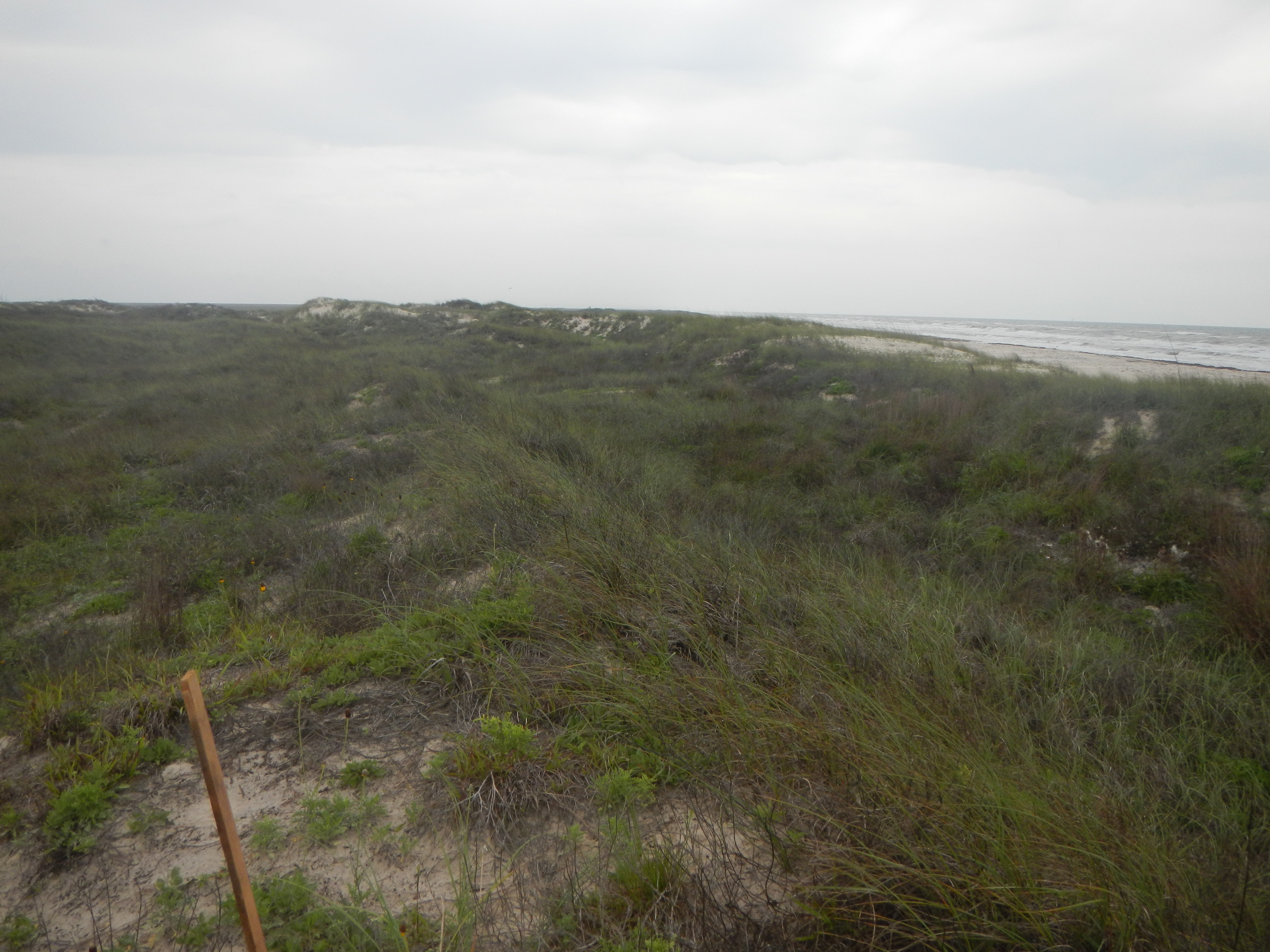 Texas coastline