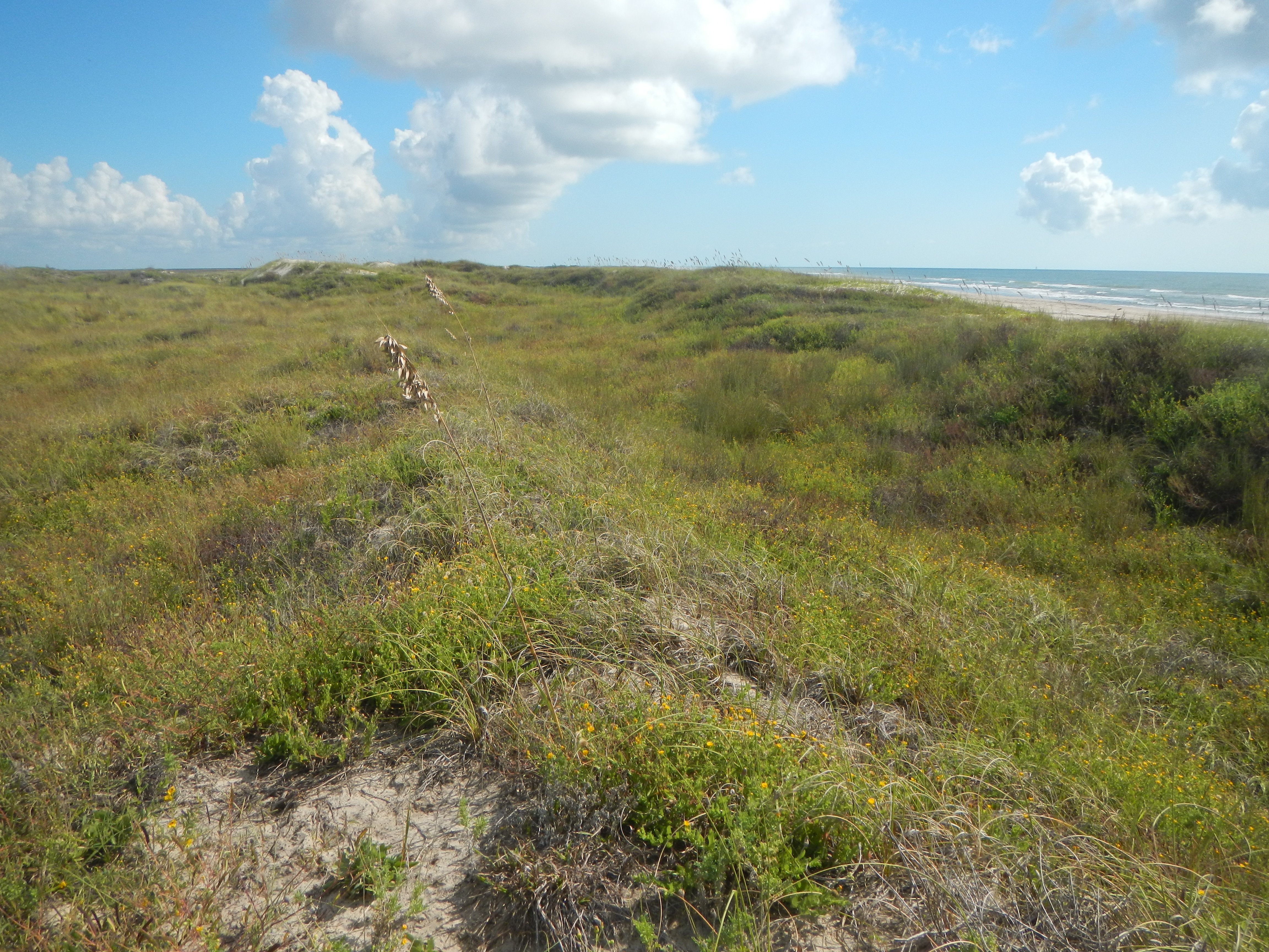Texas coastline