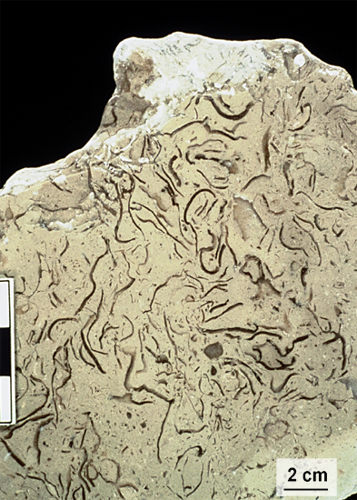 Bafflestone Rocks Platform-Interior Carbonate Depositional Environments