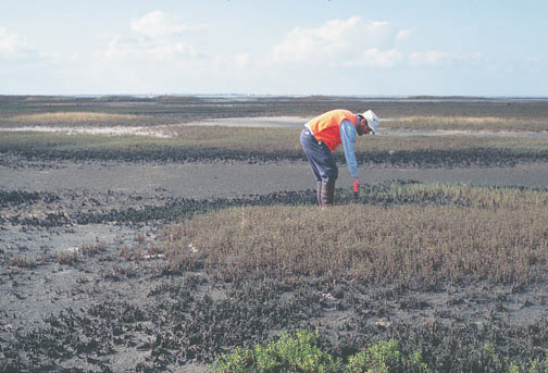 Salt-water marsh and tidal flat, Mustang Island