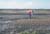 Salt-marsh and tidal flat, Mustang Island