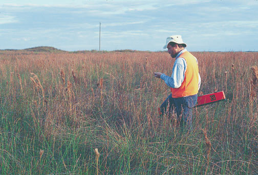 Vegetated barrier flat, MISP