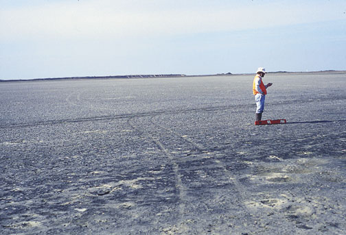 Wind-tidal flat algal mat, Port Aransas