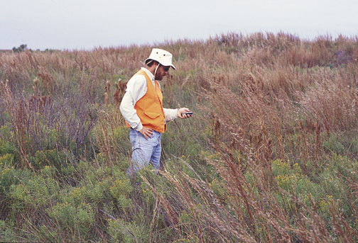 Vegetated barrier flat, Port Aransas