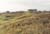 Dune ridge, Port Aransas