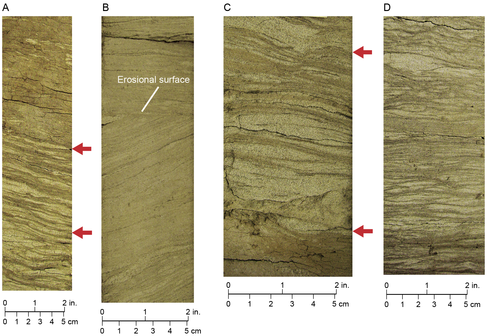 Tidal deposits in the Calvert Bluff 2 sequence