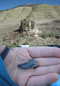 Fossil in hand