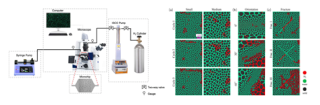 Guo Microfluidic Experiments on Hydrogen Behavior in Heterogeneous Rocks