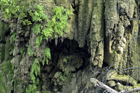 Amazing tufa draperies at Gorman Falls