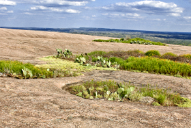 Many plants, including prickly pear cacti, grow in the vernal pools atop the main dome. Photo courtesy of Tracey Terall.